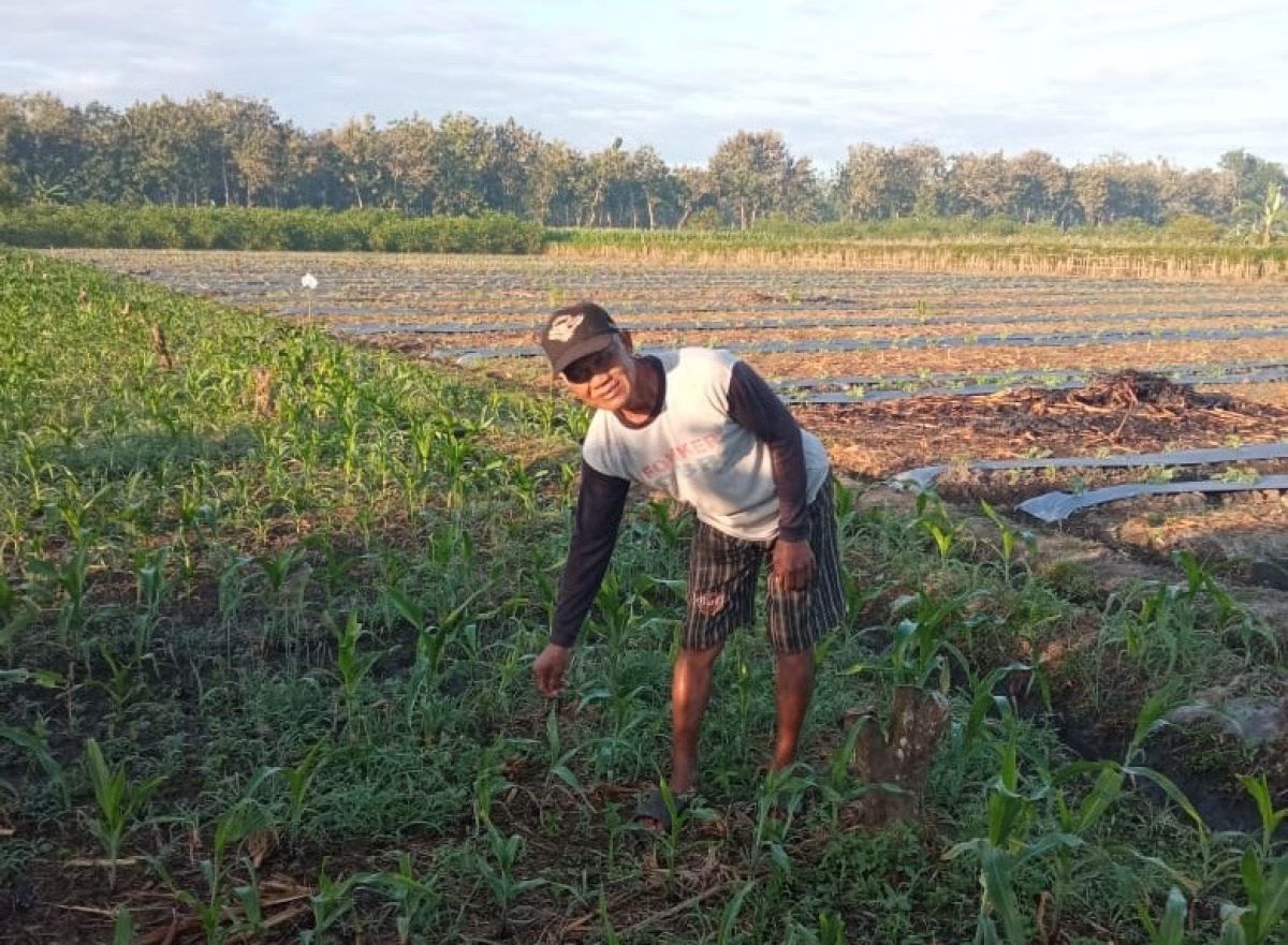 Suraji menunjukan tanaman jagung di lahan persawahan di Desa Sumberasri, kecamatan Purwoharjo.(Foto: Rony Subhan)