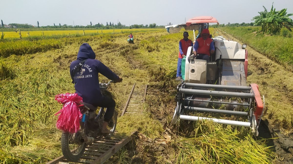 Panen padi rusak oleh petani Lamongan.(Foto: Adyad Ammy Iffansah/jatimnow.com)