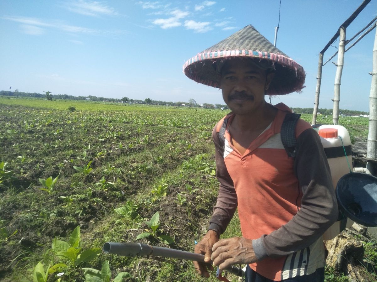 Suitno, petani tembakau asal Kepohbaru saat tengah merawat dengan memberi pupuk ke tanaman.(Foto: Misbahul Munir/jatimnow.com)