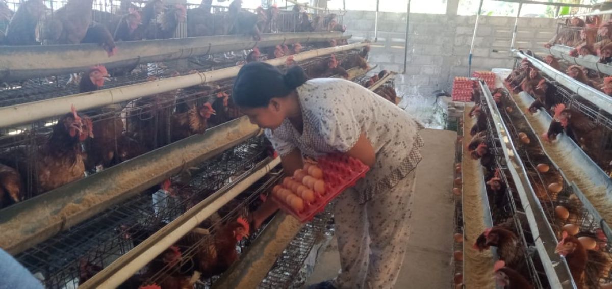 Salah satu peternak ayam petelur asal Desa Mojotengah, Kecamatan Bareng, Jombang. (Foto: Elok Aprianto/jatimnow.com)