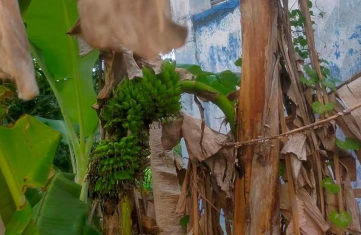Penampakan pohon pisang kering berbuah pada bagian batang di Dusu Gendis, Desa Rabasan, Kecamatan Camplong, Kabupaten Sampang (Foto: Hamid for jatimnow.com)