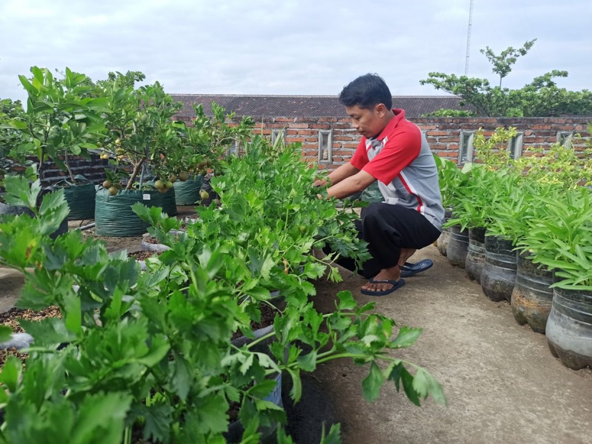 Tarmin saat bercocok tanam.(Mita Kusuma/jatimnow.com)