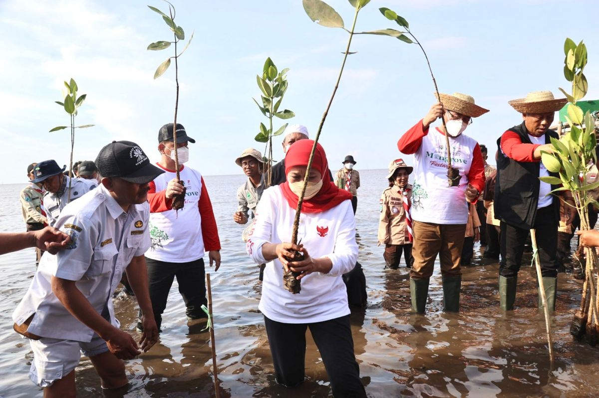 Gubernur Jatim Khofifah Indar Parawansa memimpin langsung penanaman 1.000 bibit mangrove di Penunggul Mangrove Park, Kecamatan Nguling, Kabupaten Pasuruan (Foto-foto: Humas Pemprov Jatim)