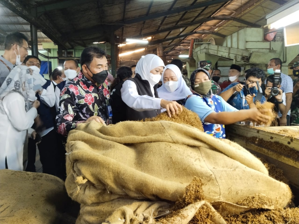 Gubernur Jatim Khofifah Indar Parawangsa berkeliling meninjau unit usaha pengolahan tembakau Koperasi Kareb Bojonegoro (Foto: Misbahul Munir/jatimnow.com)