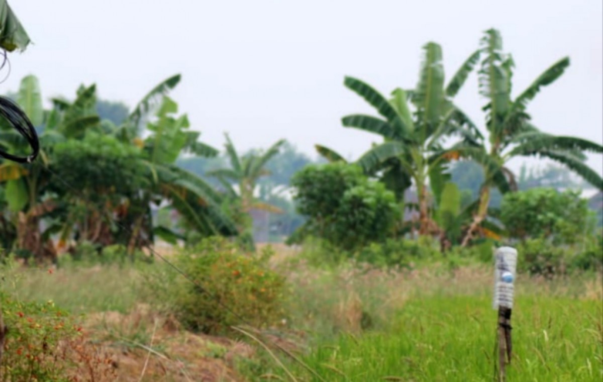 Lokasi petani ditemukan tewas tersengat listrik jebakan tikus (Foto: Sahlul Fahmi/jatimnow.com)