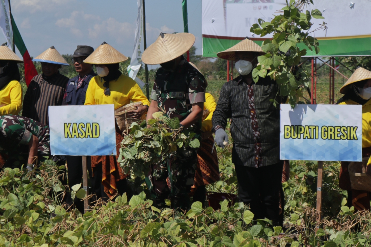 KASAD Jenderal TNI Dudung Abdurachman mengikuti panen raya kacang hijau di Gresik (Foto-foto: Sahlul Fahmi/jatimnow.com)