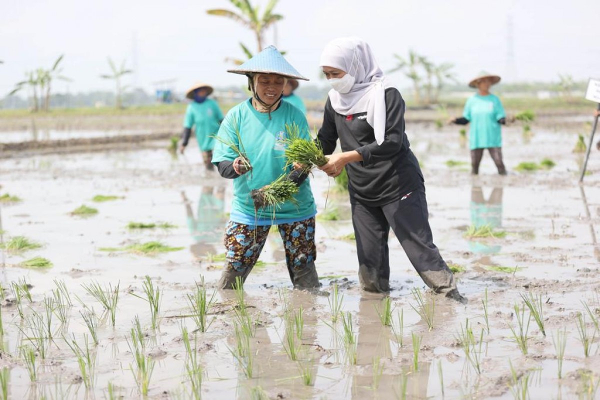 Gubernur Jatim Khofifah Indar Parawansa saat menanam padi bersama petani.(Foto: Humas Pemprov Jatim)