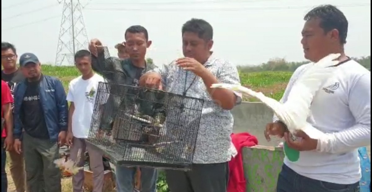 Hari Kakatua Nasional, Pencinta Satwa di Mojokerto Lepasliarkan Burung Domestik