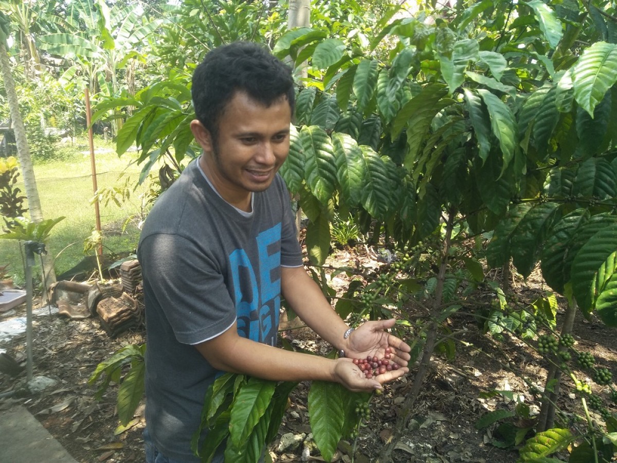 Pemilik lahan Lilik Budi Witoyo saat memperlihatkan kopi hasil budidayanya. (Foto-foto: Misbahul Munir/jatimnow.com)