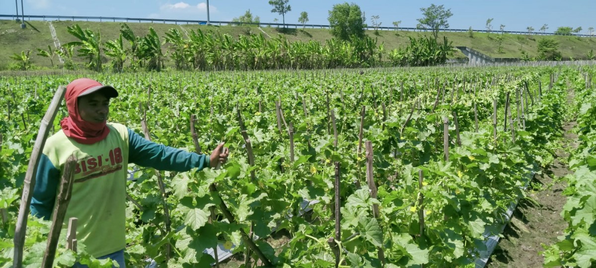 Petani melon di Desa Pucangsimo, Kecamatan Perak, Jombang saat berada di sawah.(Foto: Elok Aprianto)