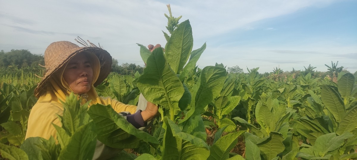 Salah satu petani di Sampang membersihkan daun tanaman tembakau menjelang panen.(Foto: Fathor Rahman)