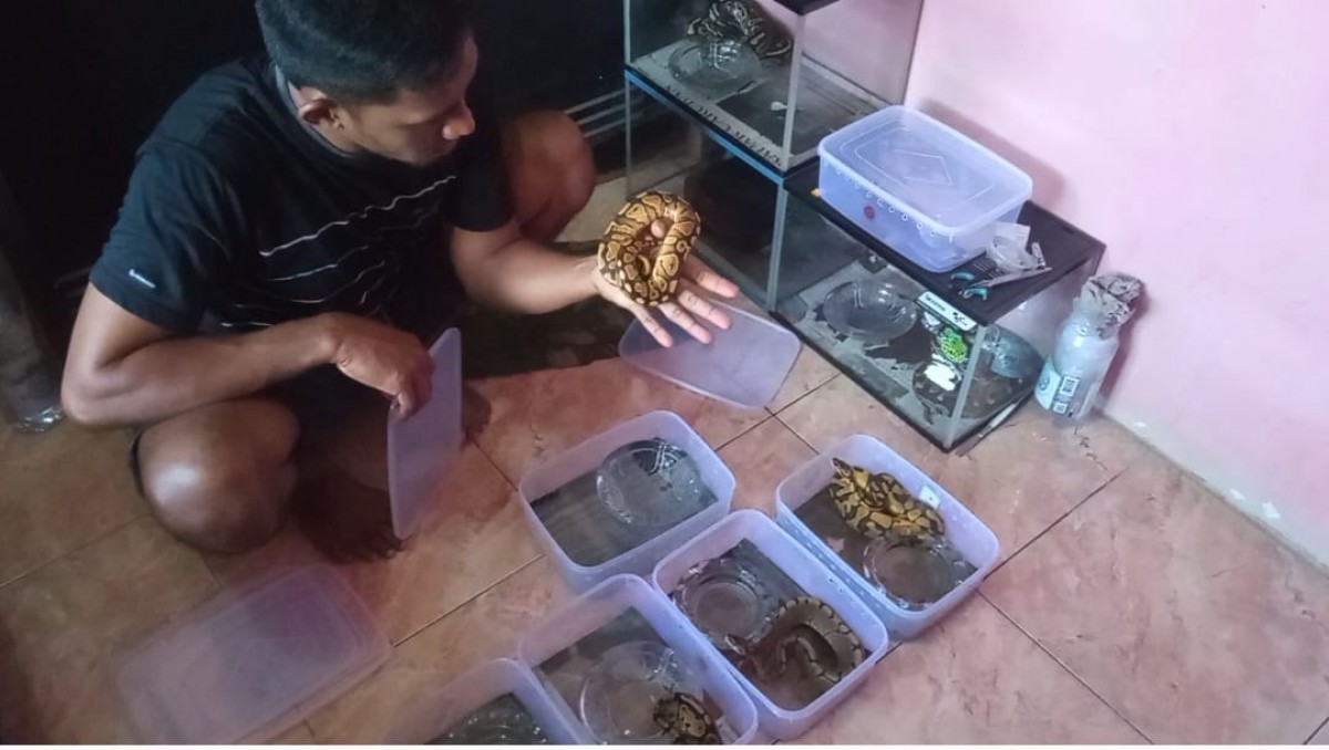 Penjual Gorengan di Pasuruan Beralih Ternak Ular Piton, Segini Penghasilannya