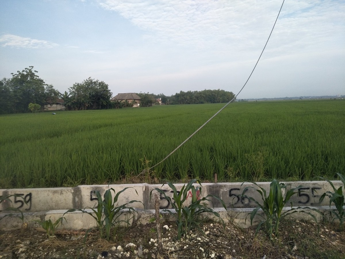 Lahan pertanian di Desa Ngampal Kecamatan Sumberrejo yang ditanami padi (Foto: Misbahul Munir/jatimnow.com)