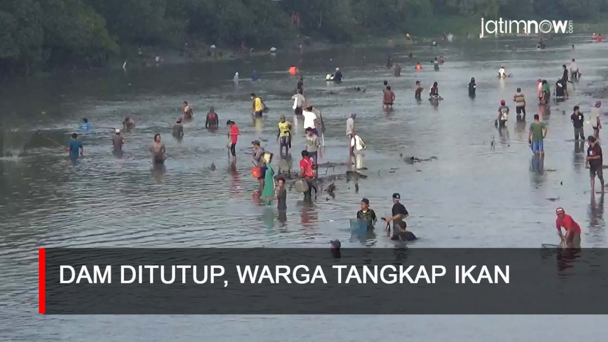 Video: Dam Balongsono Sumobito Ditutup, Warga Tangkap Ikan