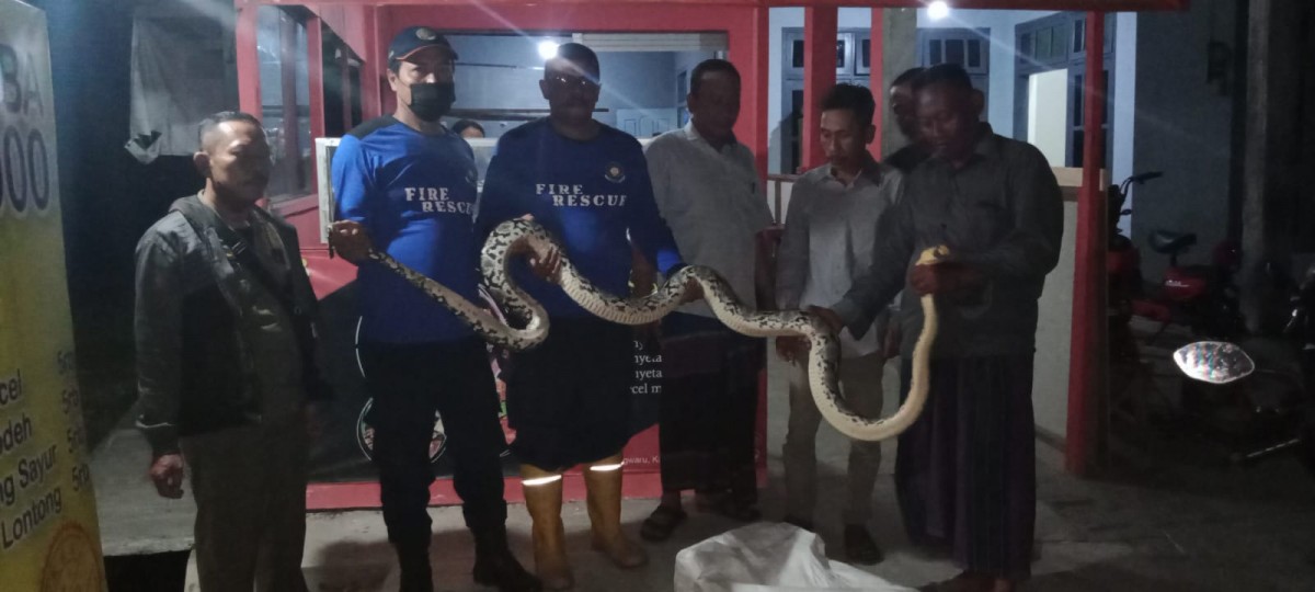 Penampakan ular piton sepanjang 3,5 meter yang kerap memakan hewan ternak.(Foto: Damkar Lamongan for jatimnow.com)