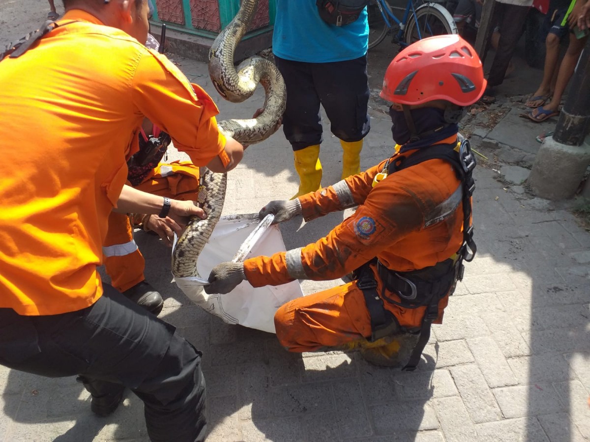 Petugas gabungan saat mengevakuasi ular piton yang masuk sumur warga di Bibis Tama Surabaya.(Foto: BPBD Kota Surabaya/jatimnow.com)