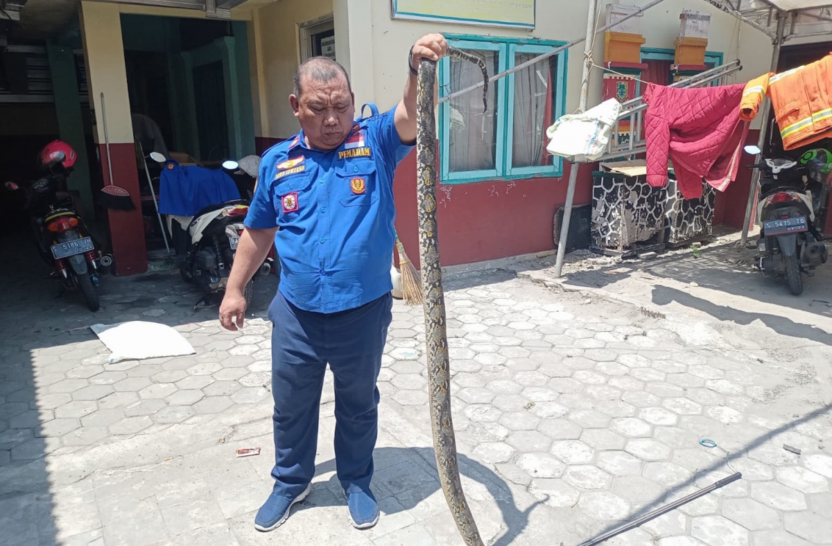 Ular sanca milik polwan di Kota Mojokerto yang meresahkan warga terpaksa dimatikan (Foto: Anto for jatimnow.com)