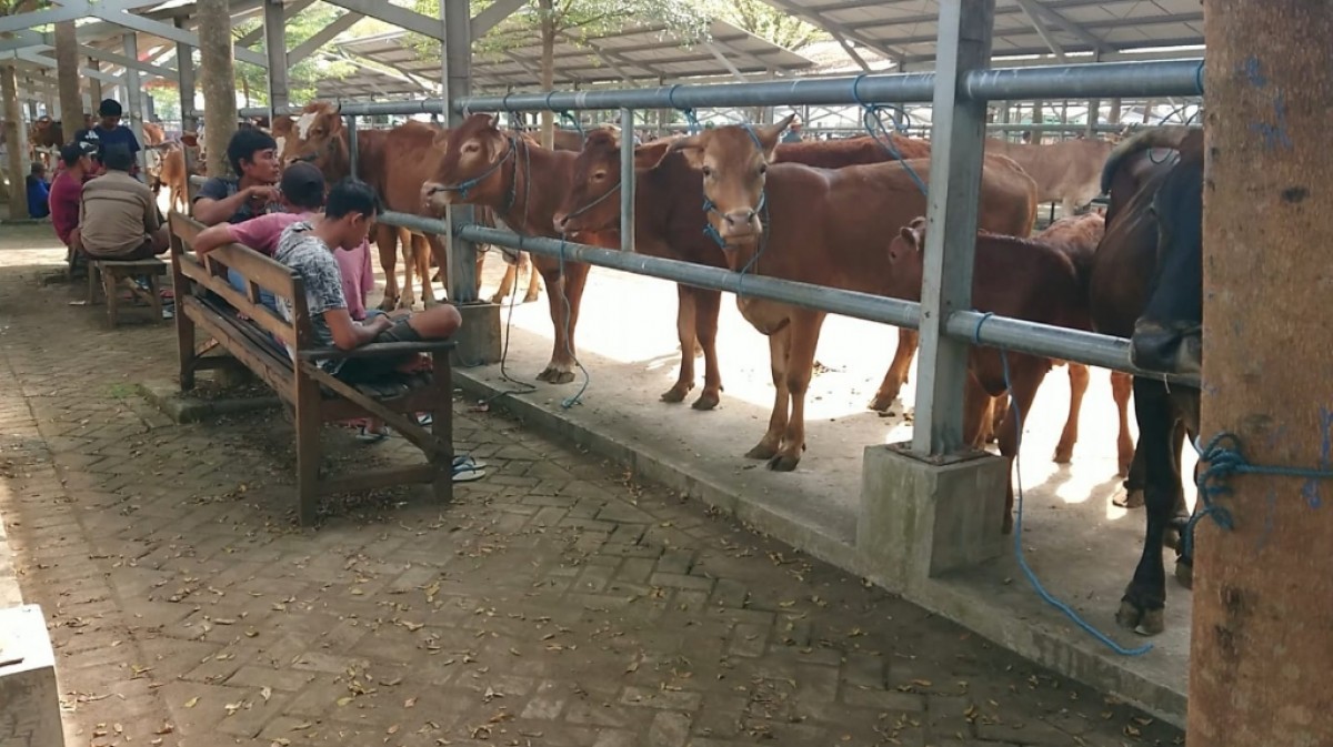 Aktivitas pedagang di pasar hewan terpadu Tulungagung. (Foto: Bramanta Pamungkas/jatimnow.com)
