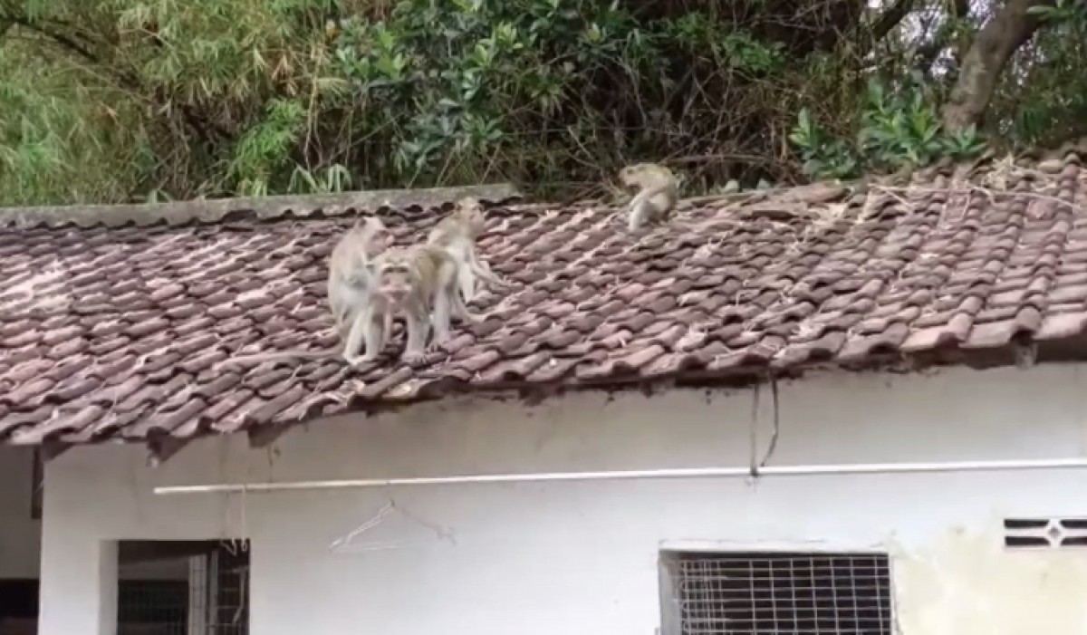 Kawanan monyet liar di atas rumah warga Kediri. (Foto: Hari Tri for jatimnow.com)