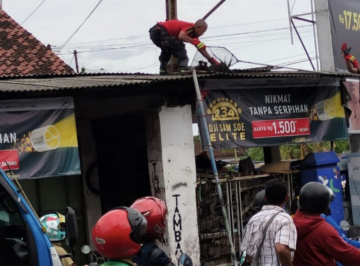 Evakuasi monyet kesetrum di atap ruko Sukorame, Kota Kediri. (Foto: Hari Tri for jatimnow.com)