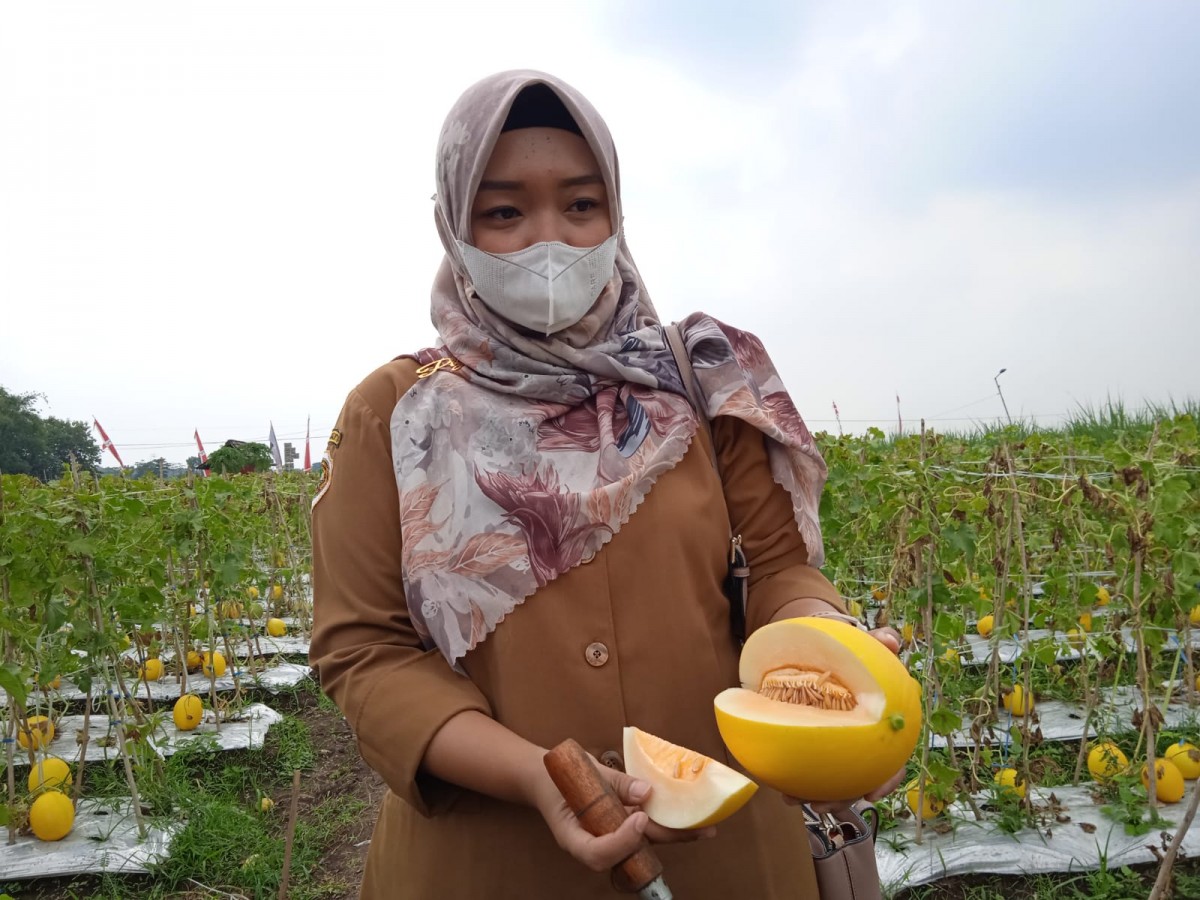 Kepala Desa Balongwono Puji Wahyu Ningsih saat menunjukkan melon.(Foto: Nor for jatimnow.com)