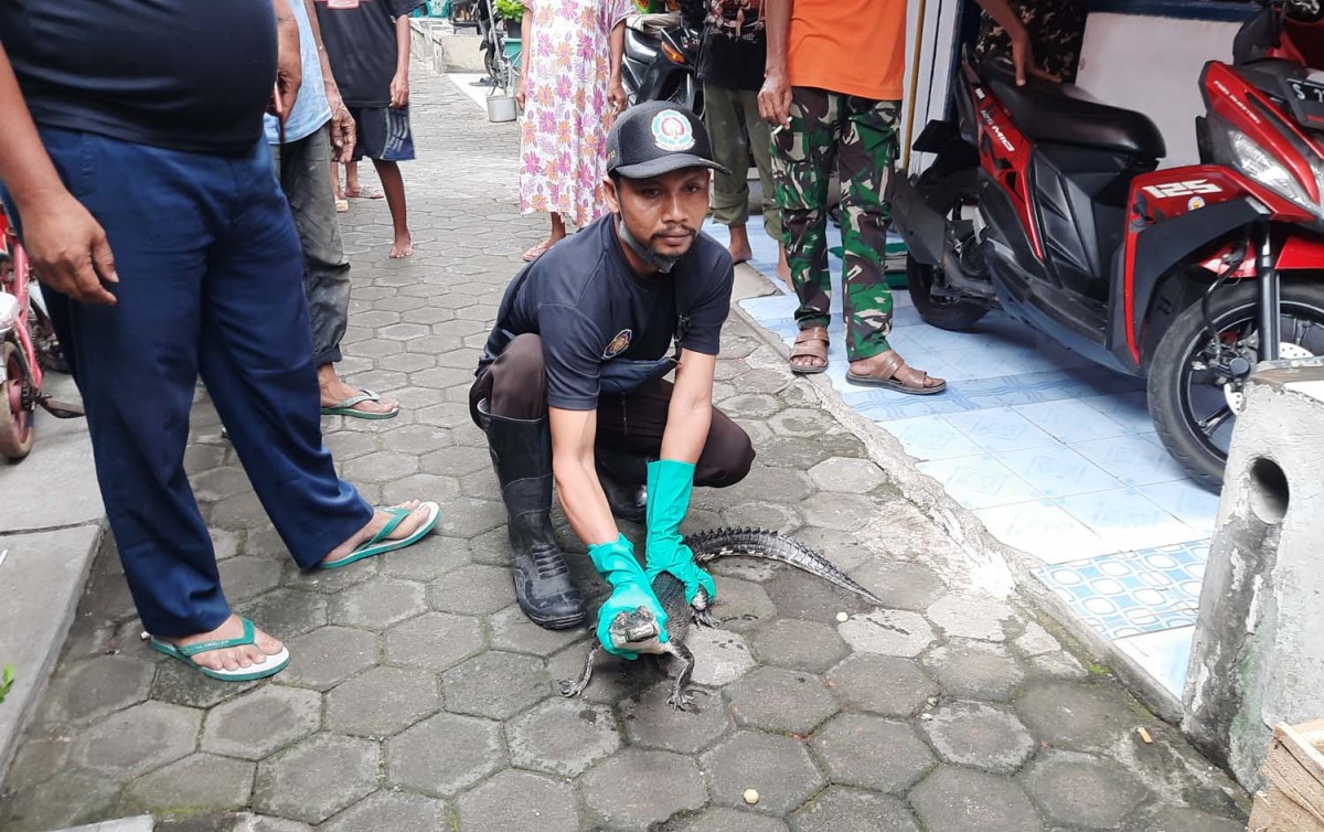 Buaya yang ditangkap di Kota Mojokerto (Foto: Achmad Supriyadi/jatimnow.com)