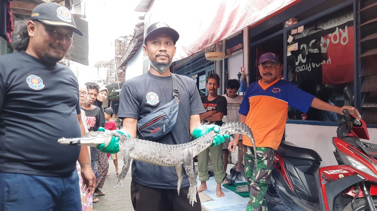 Buaya yang ditangkap warga di Kota Mojokerto. (Foto-foto: Achmad Supriyadi/jatimnow.com)