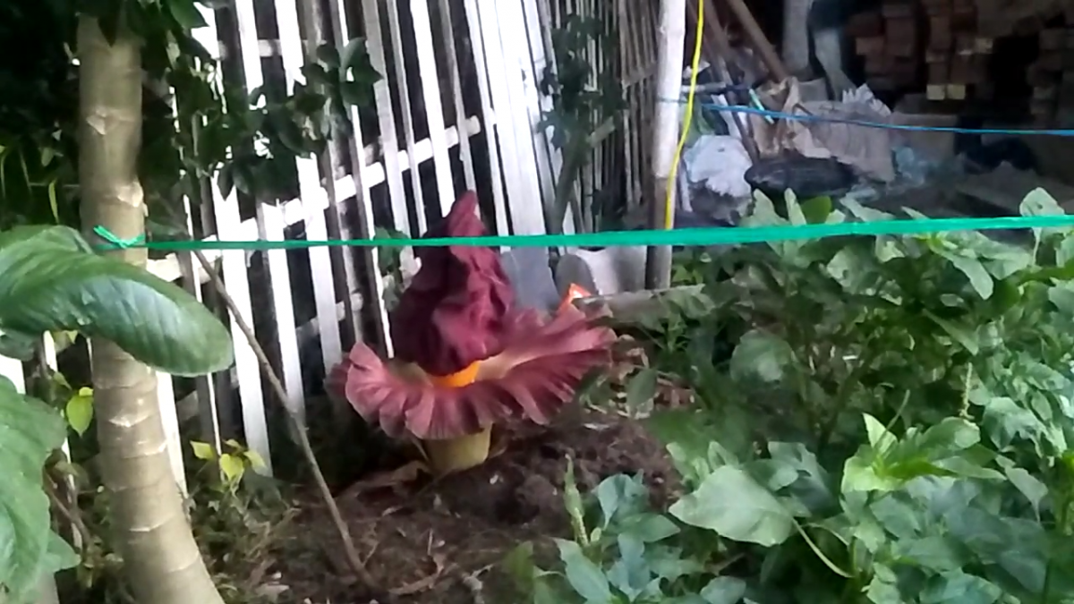 Penampakan bungai bangkai yang tumbuh di pekarangan rumah milik warga (Foto-foto: Misbahul Munir/jatimnow.com)