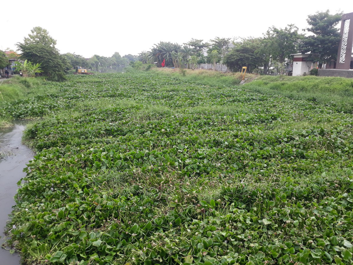 Enceng gondong yang menutup Sungai Karanggayam Sidoarjo (Foto: Zainul Fajar/jatimnow.com)