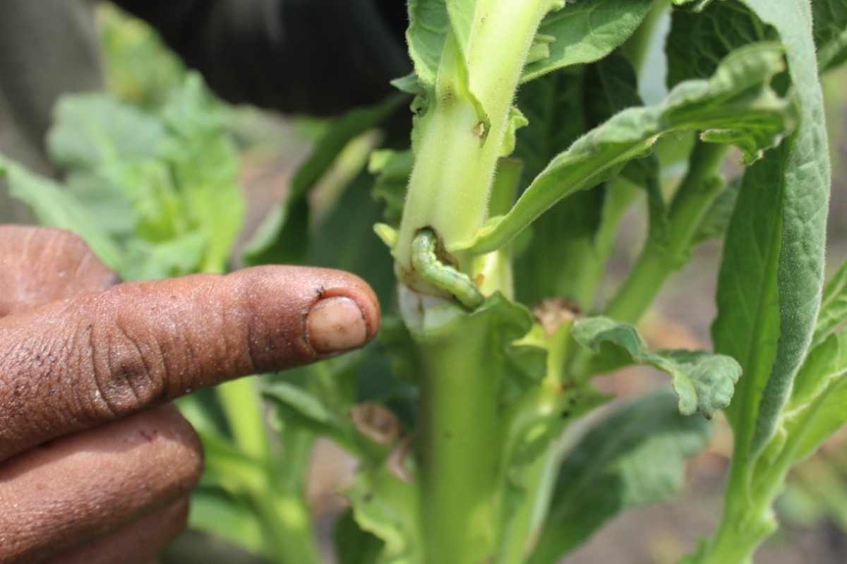Hama ulat serang tanaman tembakau (Foto-foto: Elok Aprianto/jatimnow.com)