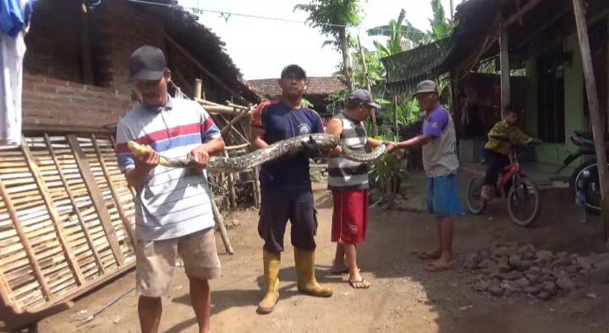 Ular Sanca Kembang Pemangsa Ternak Resahkan Warga Jombang