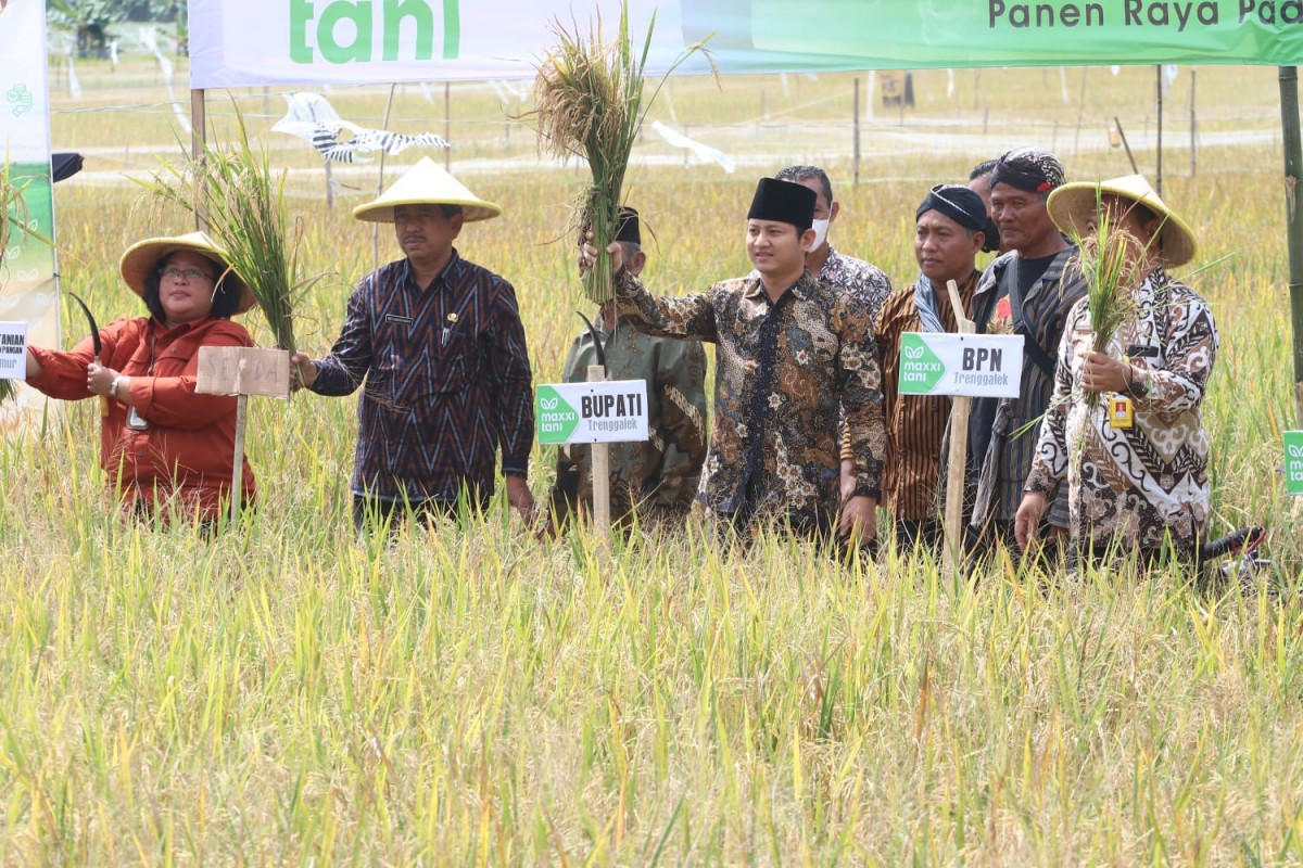 Bupati Trenggalek Mochamad Nur Arifin (Mas Ipin) saat menghadiri panen raya (Foto-foto: Dok. Kominfo Trenggalek)