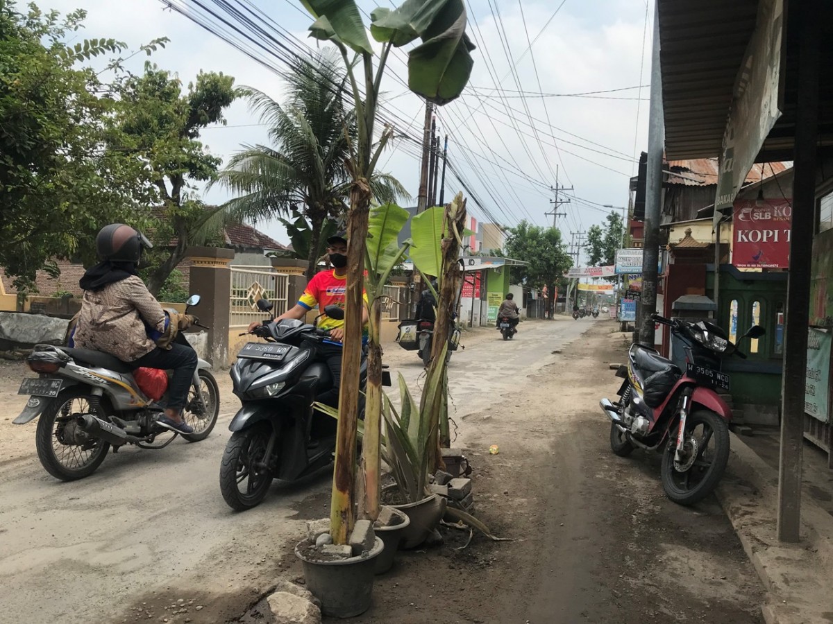 Jalan rusak ditanami pohon pisang.(Foto: Zainul Fajar)