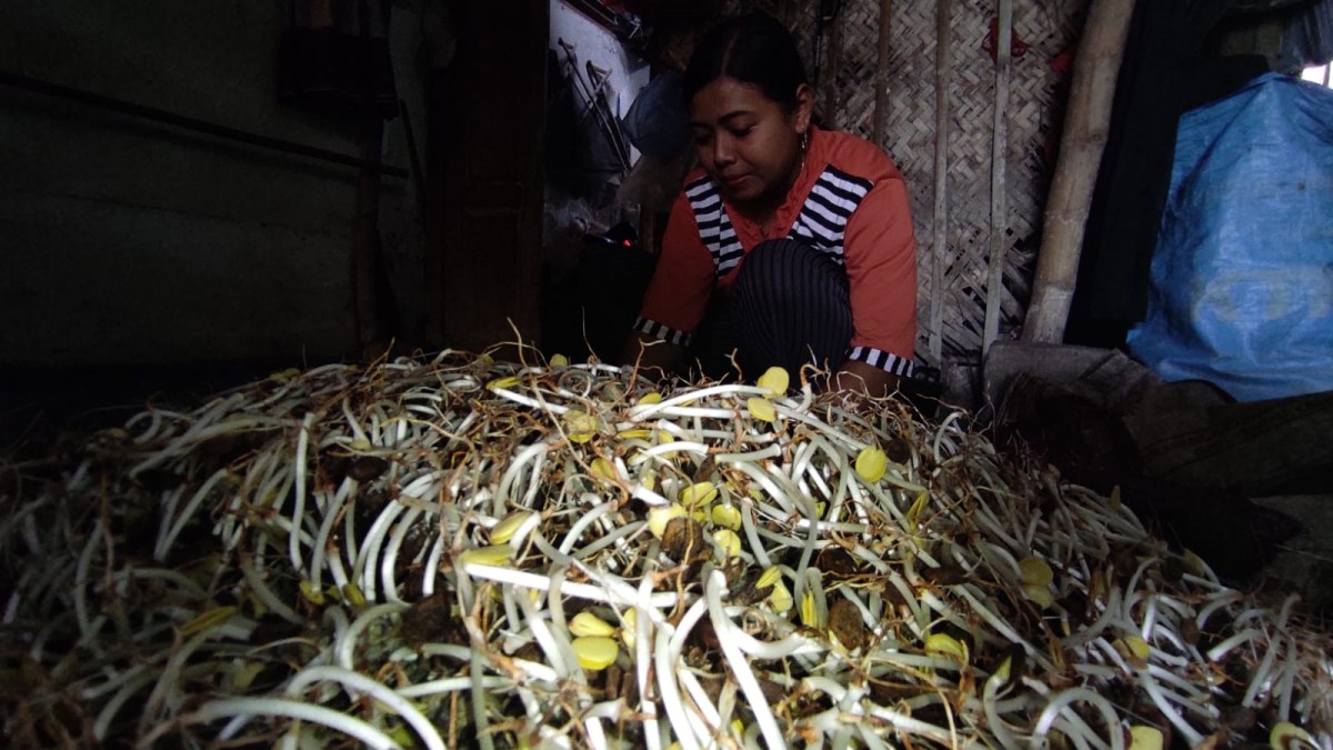 Menengok Proses Panjang Produksi Kecambah Ale di Jombang, Laris tapi Sulit Bahan
