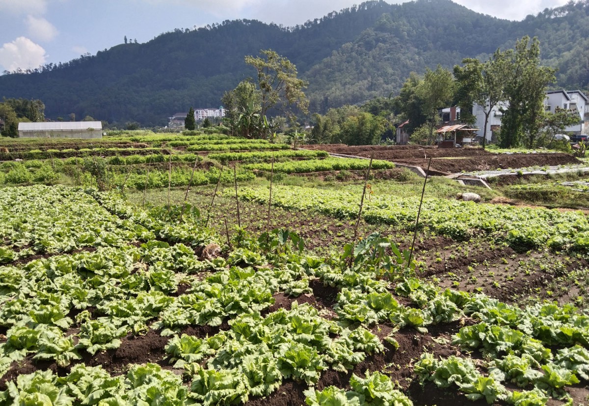 Area persawahan di Kota Batu (Foto: Galih Rakasiwi/jatimnow.com)
