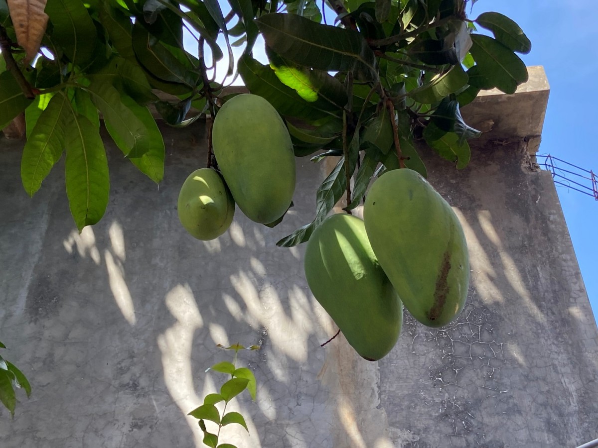 Mangga Kiojay.(Foto: Mita Kusuma)