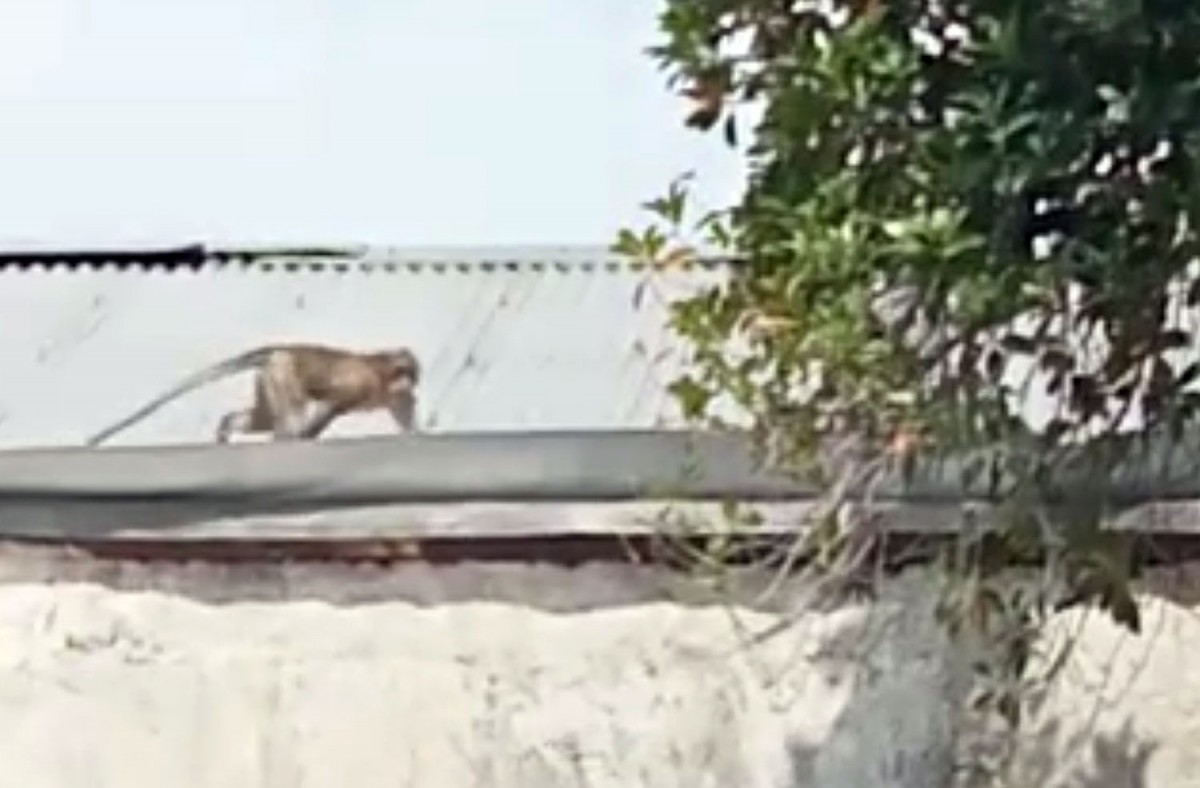 Penampakan monyet ekor panjang yang meresahkan warga (Foto: Tangkapan layar video amatir warga)