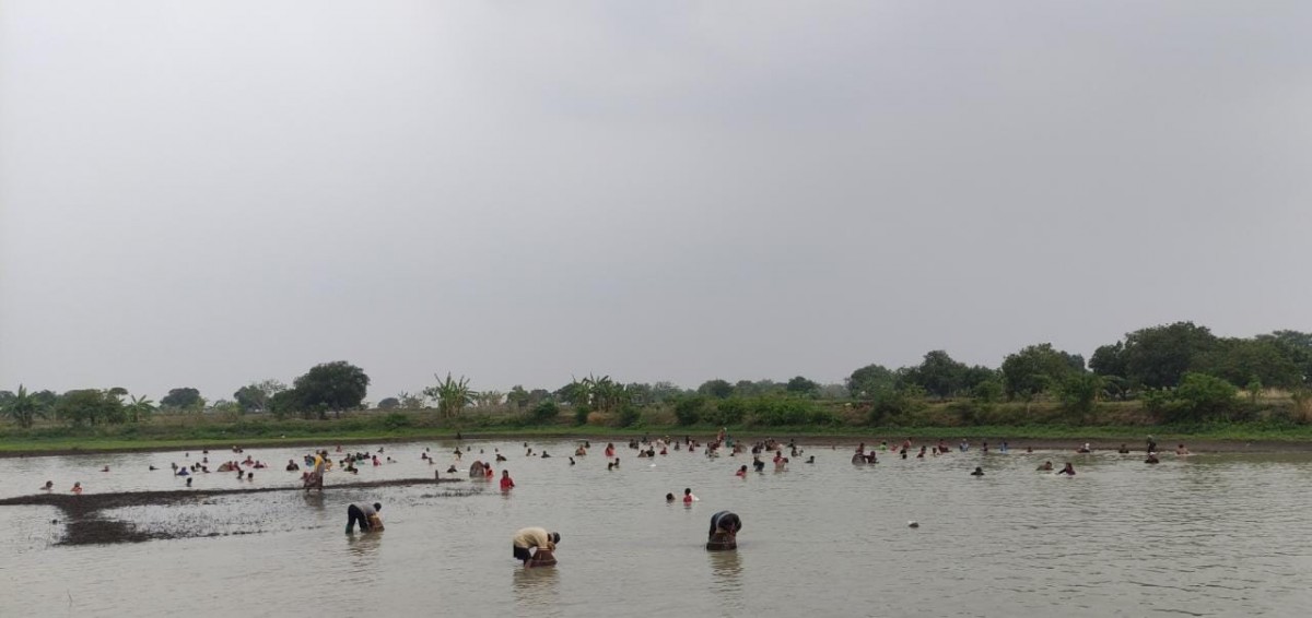 Ratusan warga mengikuti Nyusuk Iwak di waduk Desa Darmolemahbang, Kecamatan Sarirejo. (Foto-foto: Adyad Ammy Iffansah/jatimnow.com)