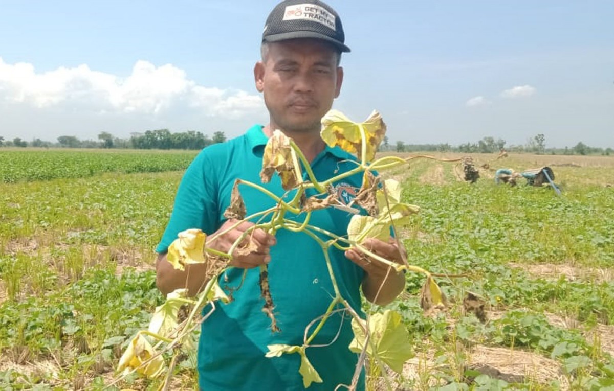 Sokib, salag satu petani blewah di Jombang (Foto-foto: Elok Aprianto/jatimnow.com)