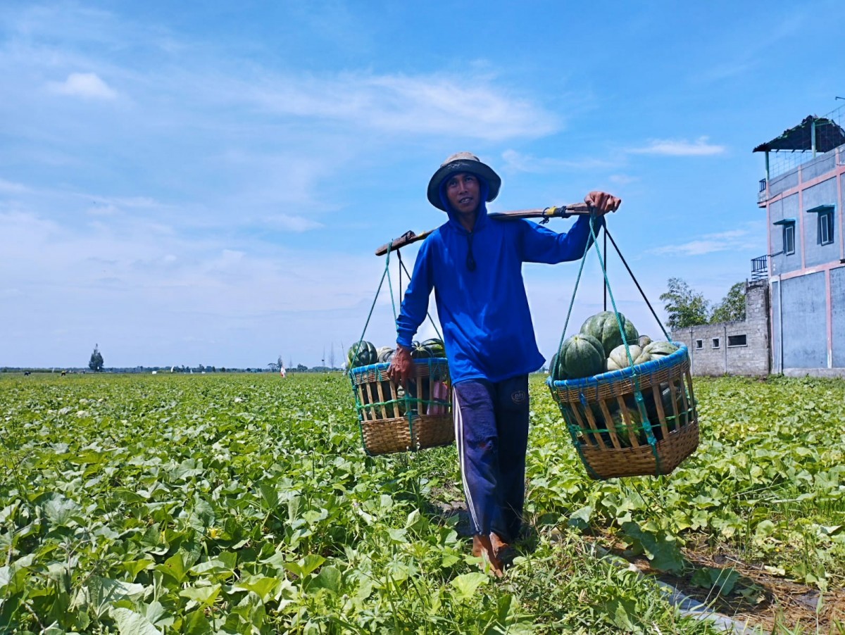 Petani Blewah Gagal Panen Setelah 5 Hari Diguyur Hujan