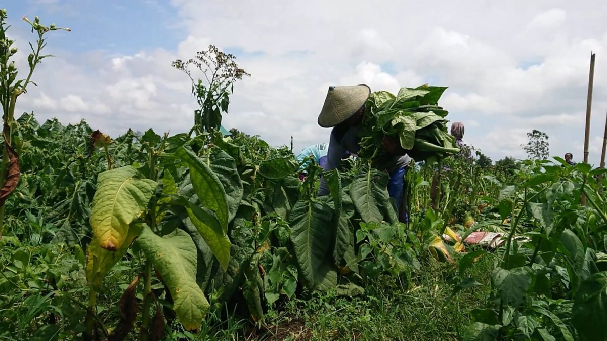 Petani Tembakau Terancam Gagal Panen Akibat Lahan Tanamnya Terendam Bajir