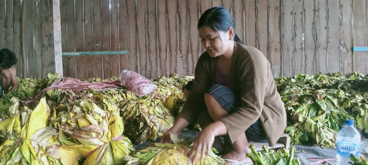 Hasil panen tembakau petani Desa Made, Kecamatan Kudu, Jombang. (Foto: Elok Aprianto/jatimnow.com)