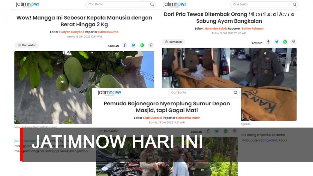 Jatimnow Hari Ini: Mangga Sebesar Kepala Manusia dengan Berat Hingga 2 Kg