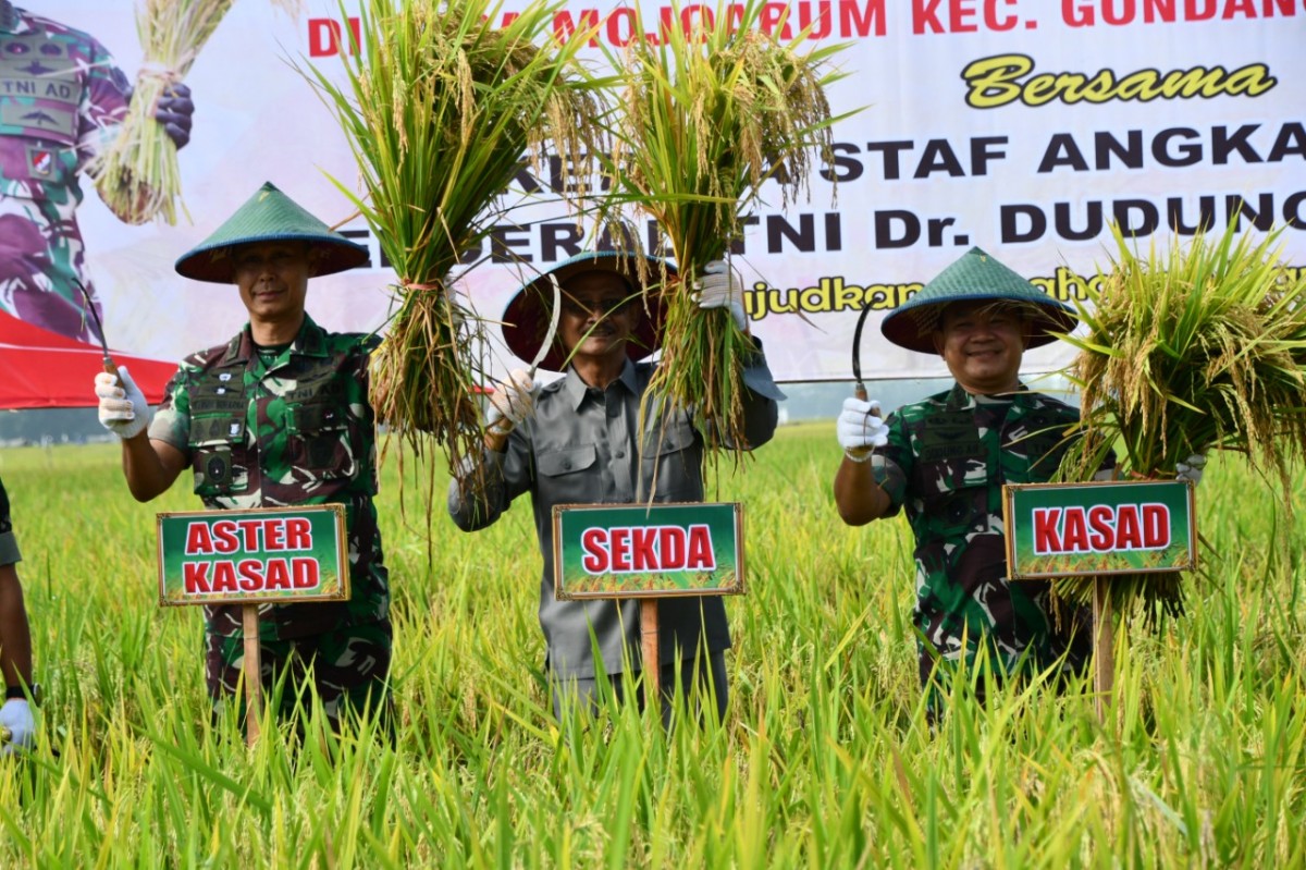 KSAD Jenderal TNI Dudung Abdurochman saat melakukan panen raya di Tulungagung. (Foto: Prokopim Pemkab Tulungagung)