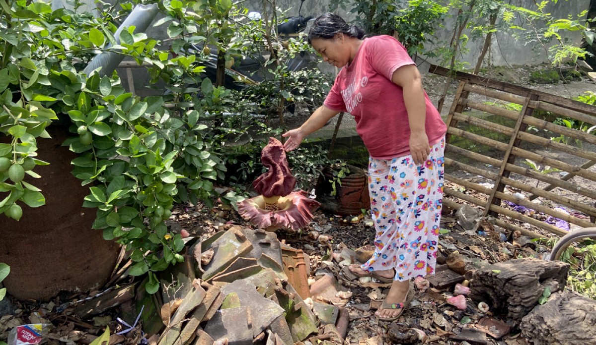 Pekarangan milik Rokhim, warga Ponorogo tumbuh bunga bangkai yang kerap dijadikan tontonan warga sekitar. (foto: Mita Kusuma/jatimnow.com)