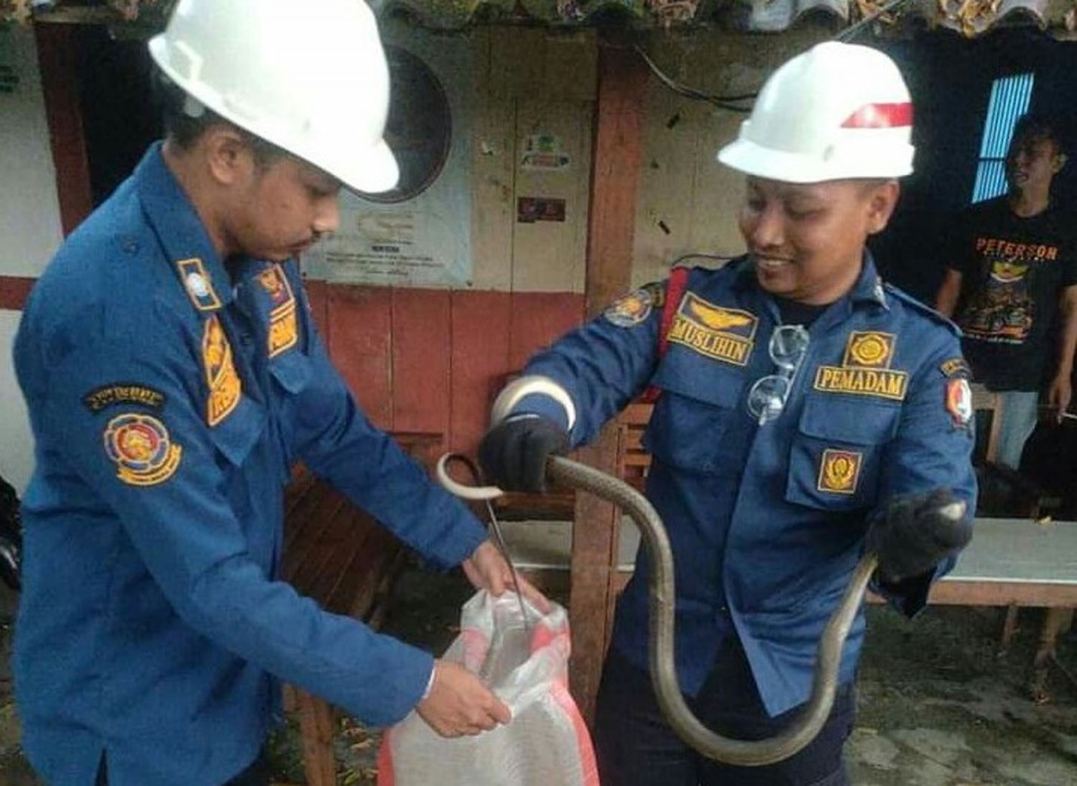 Petugas DPKP Bojonegoro saat mengevakuasi ular dari rumah warga (Foto-foto: Humas DPKP Bojonegoro for jatimnow.com)