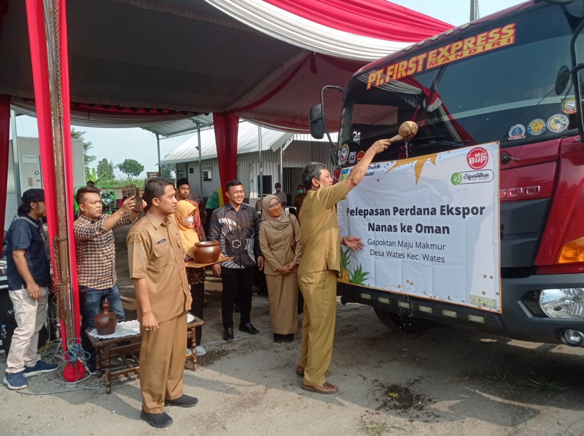 Nanas pasir Kelud diberangkatkan ke Oman. (Foto : Humas Pemkab Kediri/jatimnow.com)
