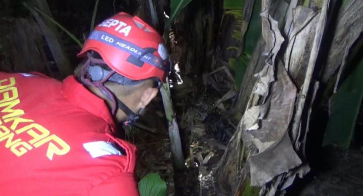 Ular Sanca Kembang saat dievakuasi tim Damkar BPBD Ngoro, Jombang. (Foto: Elok Aprianto/jatimnow.com)