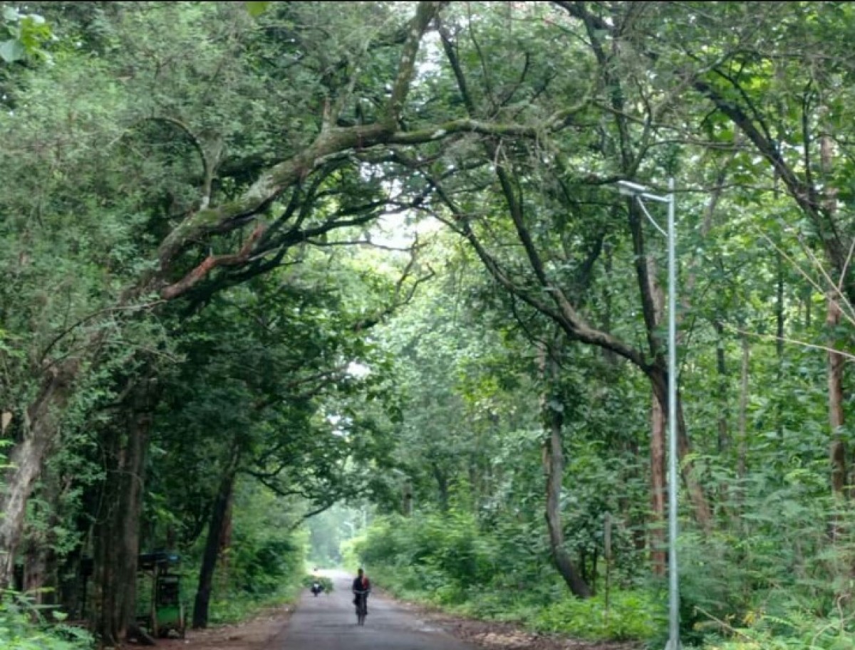 Alas Balongpanggan yang terkenal angker. (Foto: Misbahul Munir/jatimnow.com)