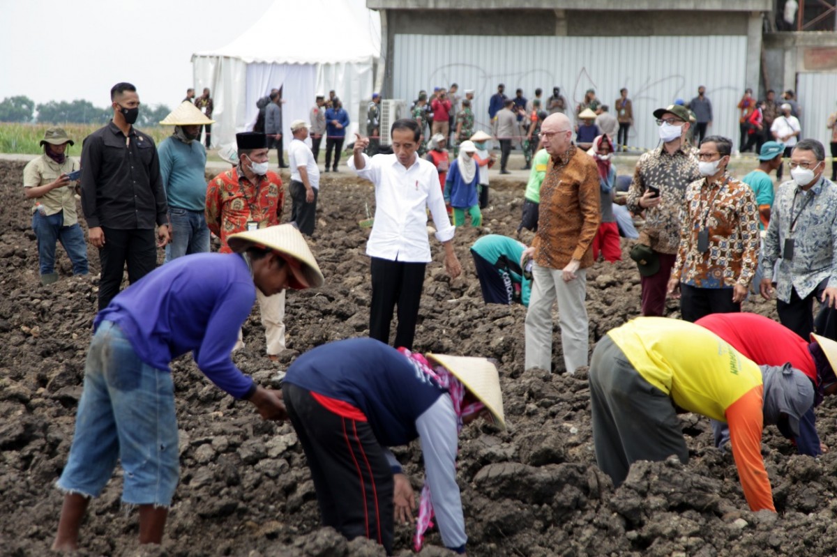 Presiden Jokowi saat meninjau penanaman tebu. (Foto-foto: Achmad Supriyadi/jatimnow.com)